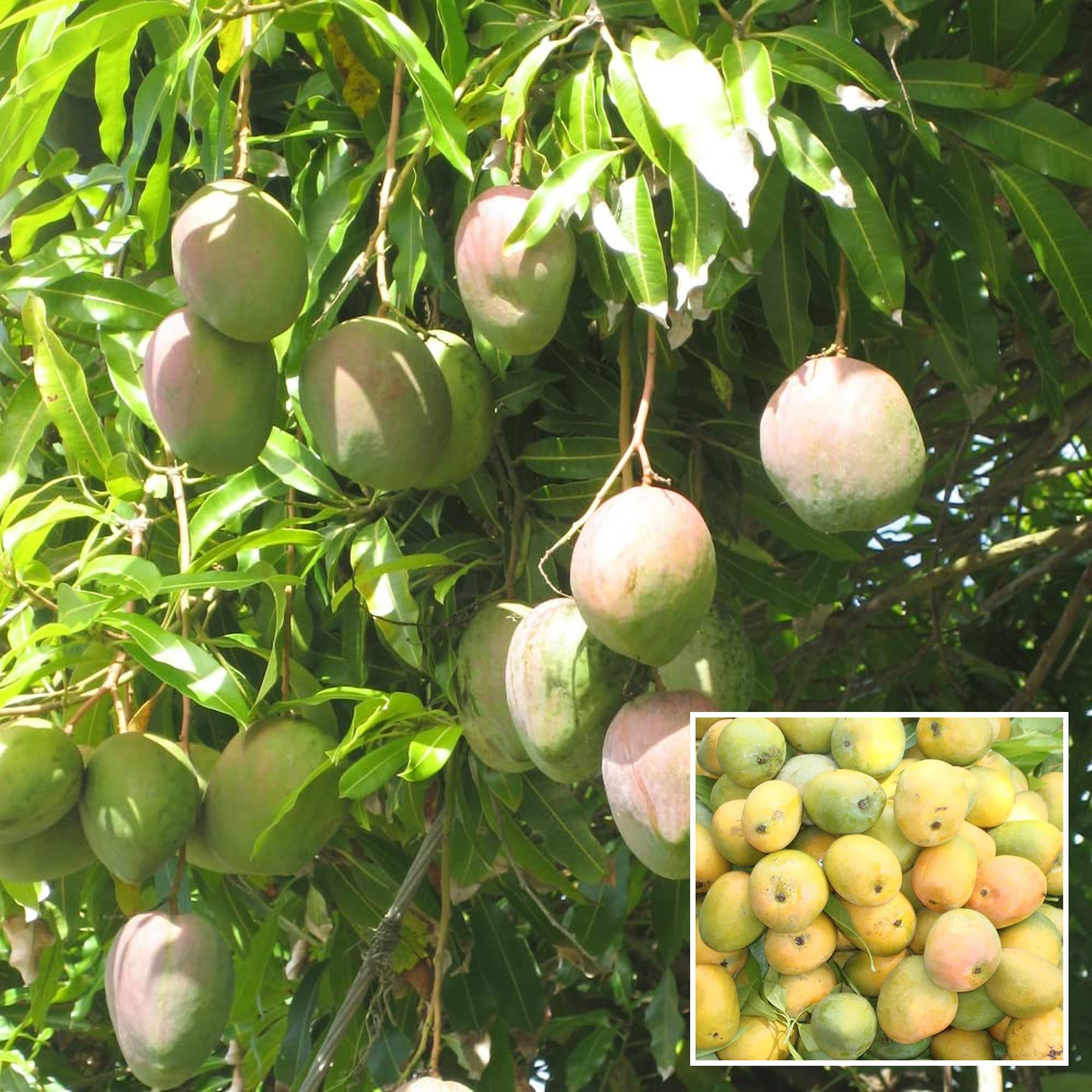 Kothapalli kobbari Mango Aam Grafted Fruit Plant (1.5-3 Feet Height)