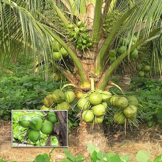 Kerala Kalpasree Coconut Nariyal Hybrid Dwarf Fruit Plant (2-4 Feet Height)