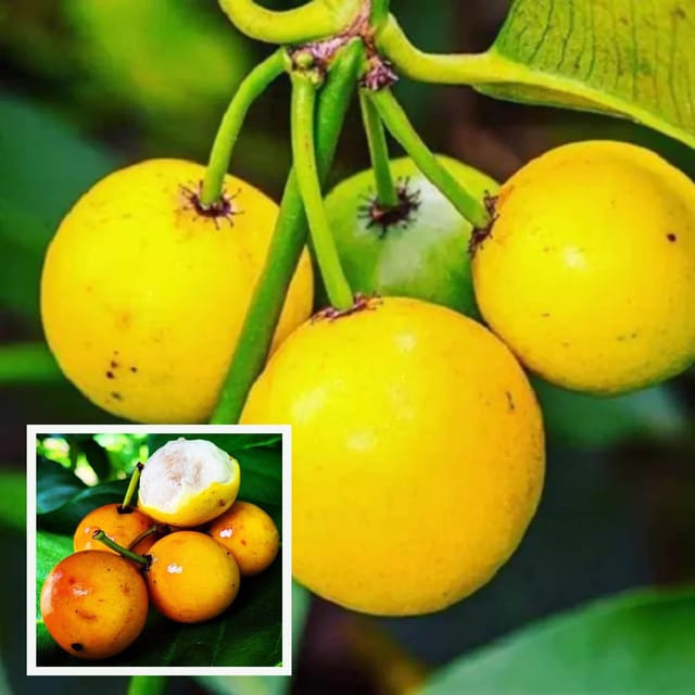 Barabba Cherry Mangosteen Fruit Plant (1.5-3 Feet Height)