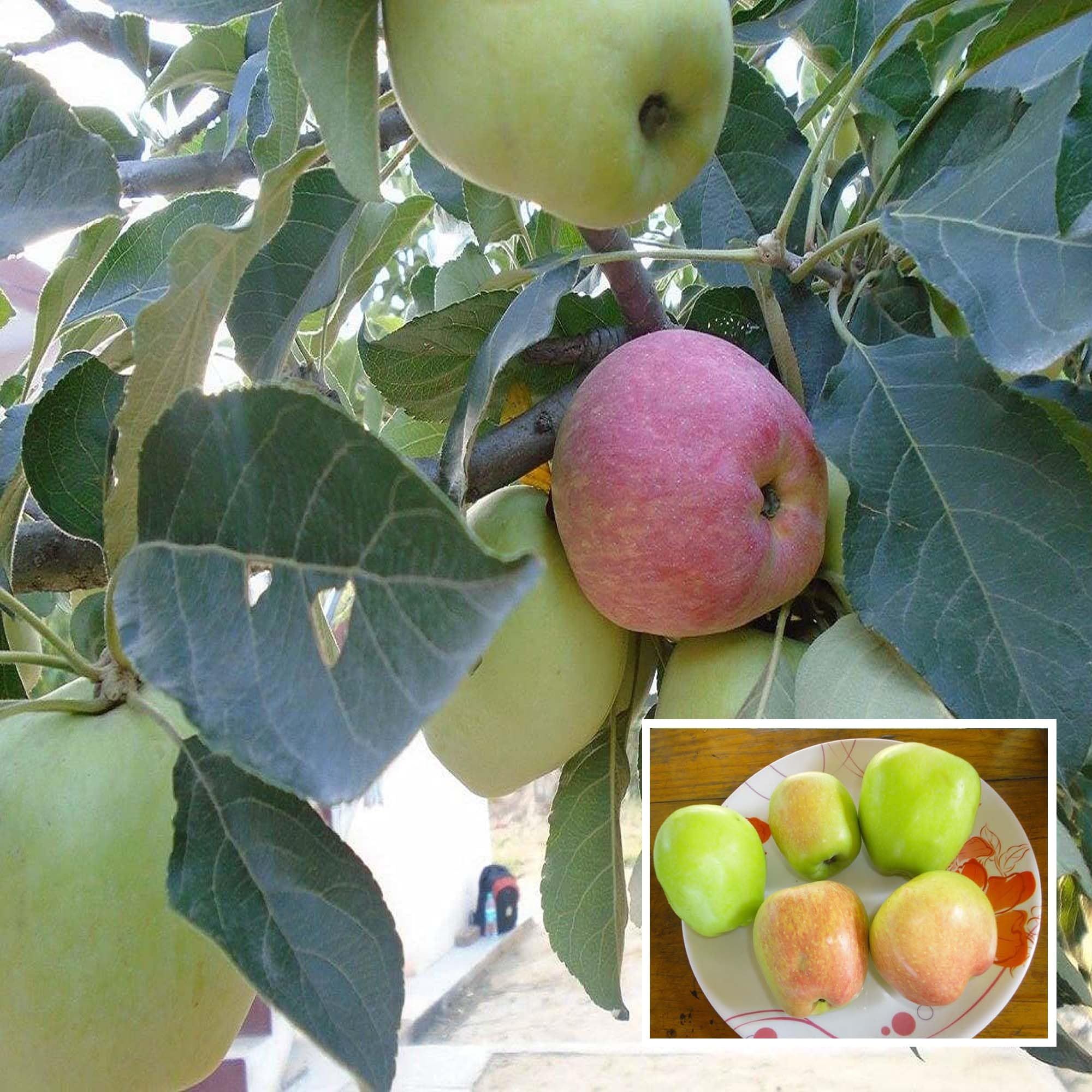 Hariman 99 Low Chill Tropical Apple Seb Grafted Fruit Plant (1.5-3 Feet Height)