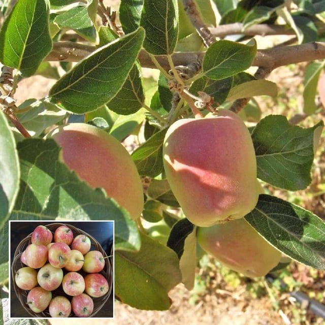 Red Anna Variety Low Chill Tropical Apple Seb Grafted Fruit Plant (1.5-3 Feet Height) Red Anna Variety Low Chill Tropical Apple Seb Grafted Fruit Plant (1.5-3 Feet Height)