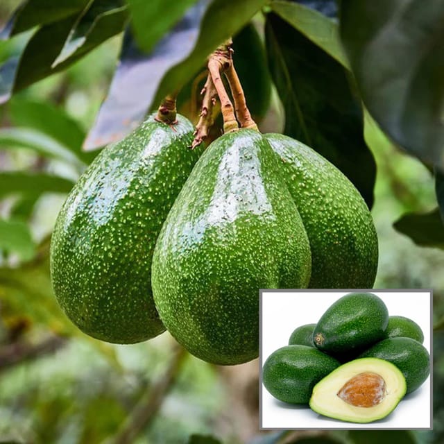Seedling Avocado Butter Fruit Plant (1.5-2 Feet Height) Seedling Avocado Butter Fruit Plant (1.5-2 Feet Height)