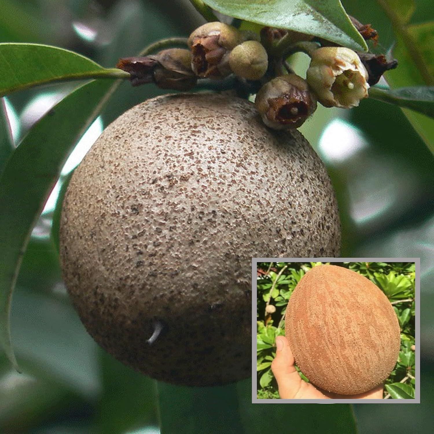 Jambo Chikoo Sapota Grafted Fruit Plant (1.5-3 Feet Height)