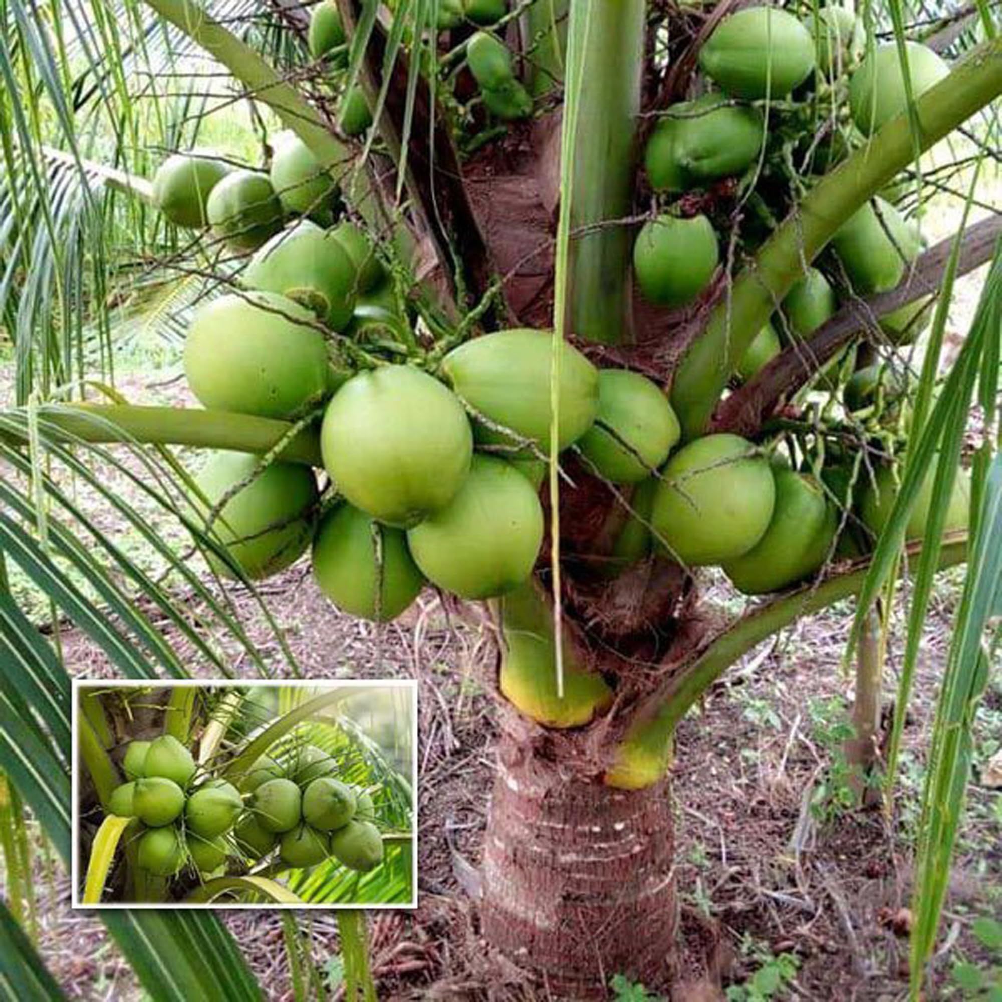 D X T Green Coconut Nariyal Hybrid Dwarf Fruit Plant (2-4 Feet Height)