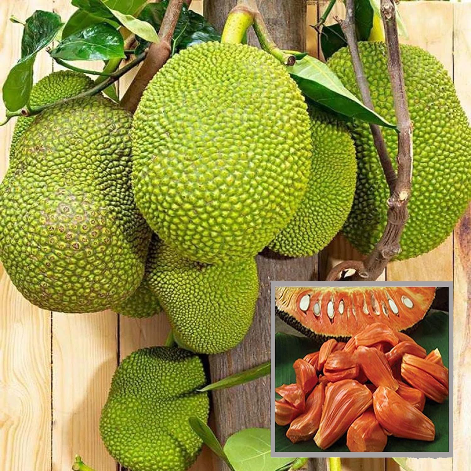 Red Sindoor Siddu Jackfruit Panasa Varikka Katahal Chakka Grafted Fruit Plant (1.5-3 Feet Height)