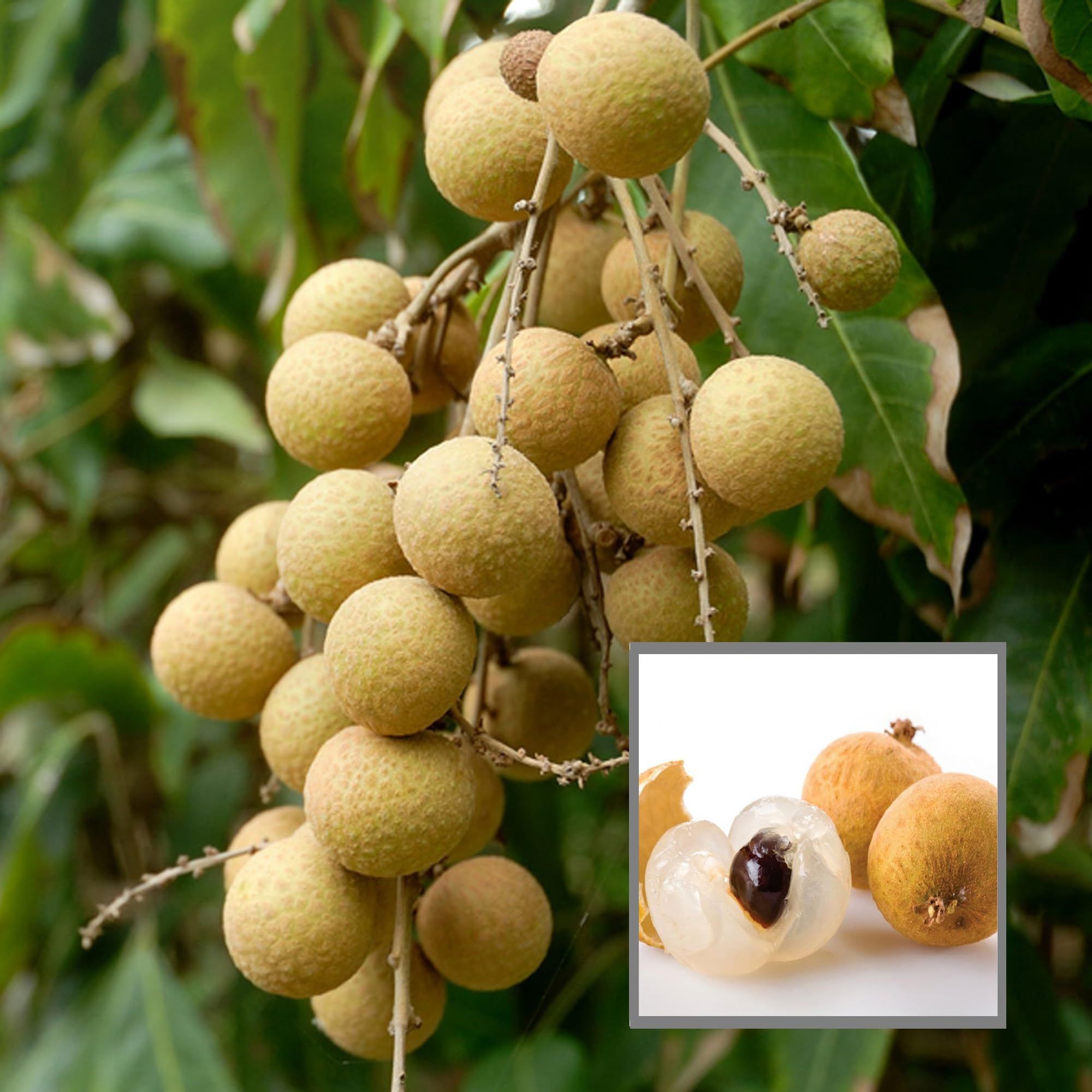 Diamond River Dragon Eye Longan Grafted Fruit Plant (1-2 Feet Height)