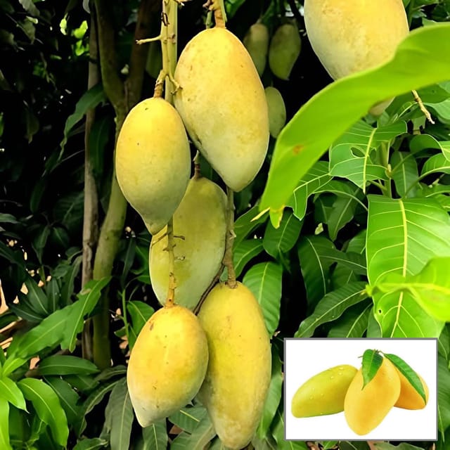 Honey Sweet Chaunsa Mango Aam Grafted Fruit Plant (1.5-3 Feet Height)