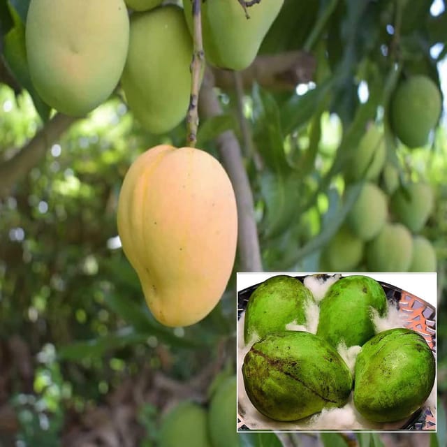 Kohitur Mango Aam Grafted Fruit Plant (1.5-3 Feet Height)