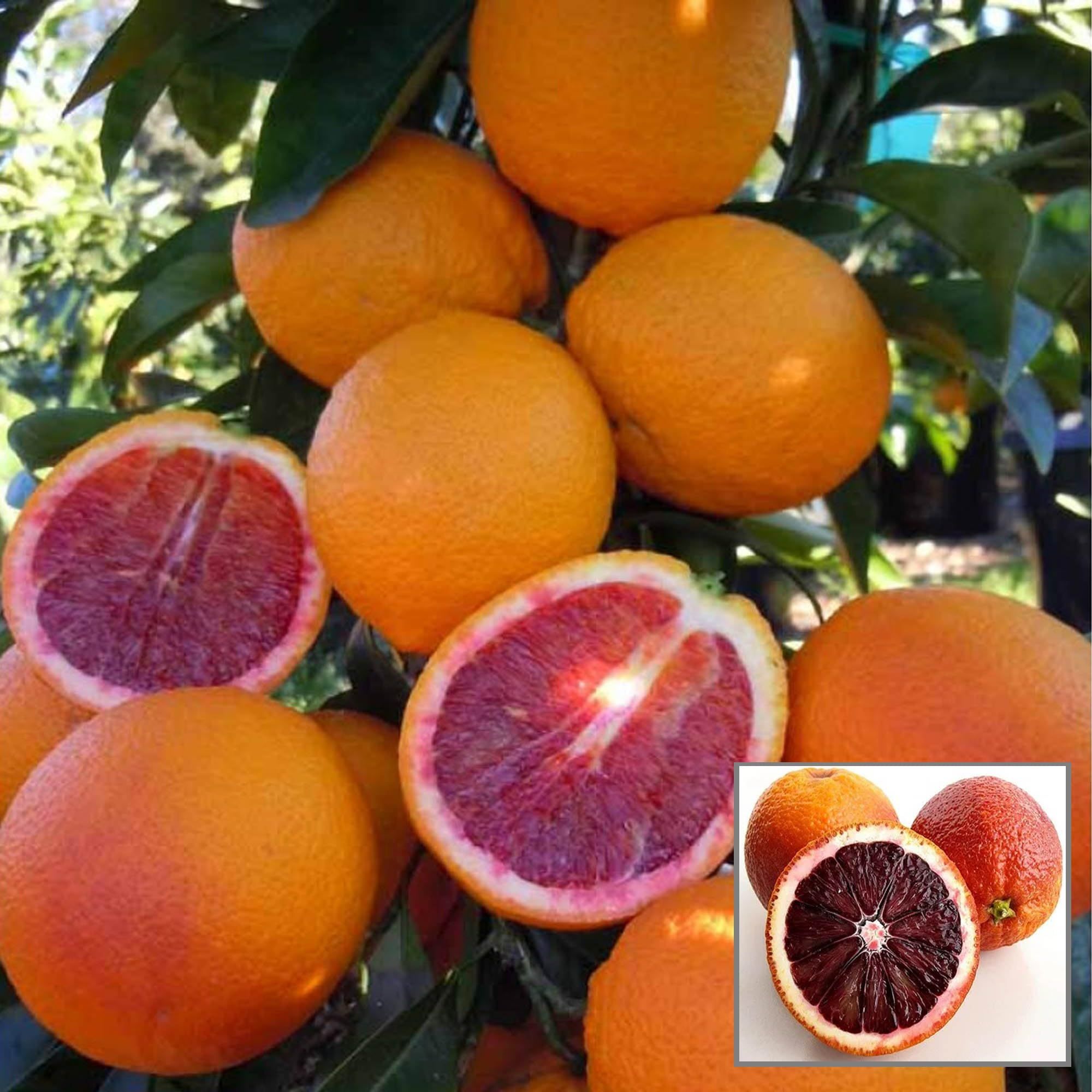 Moro Blood Orange Santra Grafted Fruit Plant (1.5-2 Feet Height)