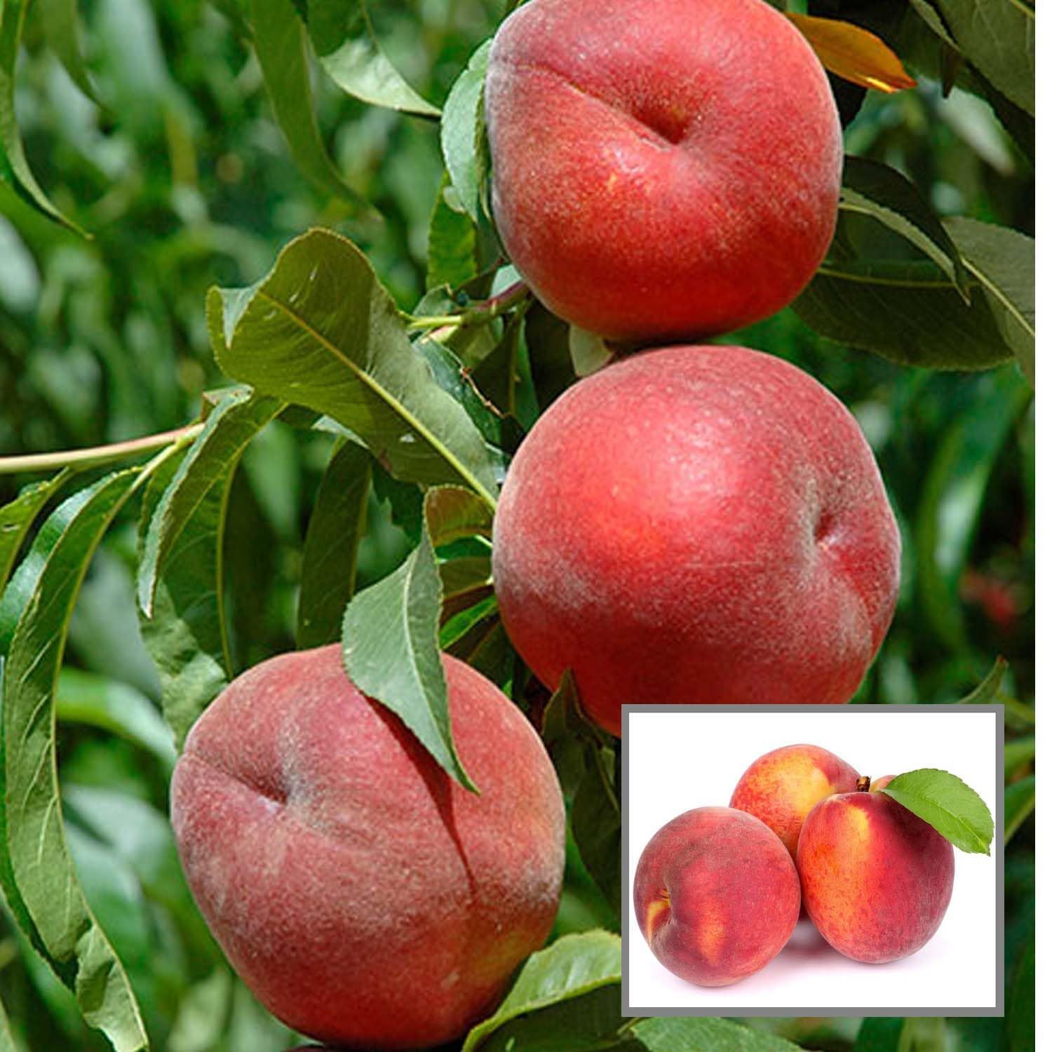 Floridaprince Peach Grafted Fruit Plant (2-3 Feet Height)