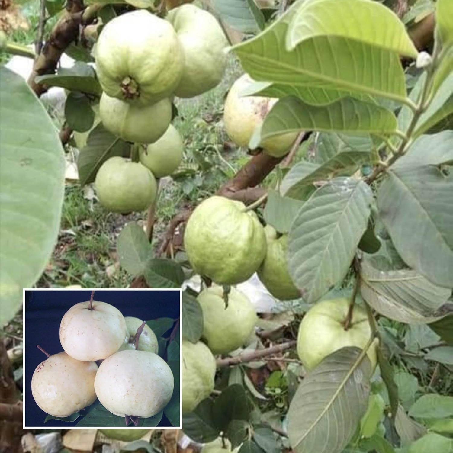Seedless White Diamond Guava Amrood Layering/Grafted Fruit Plant (1.5-3 Feet Height)