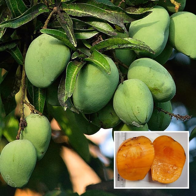 Kalapadi Mango Aam Grafted Fruit Plant (1.5-3 Feet Height)