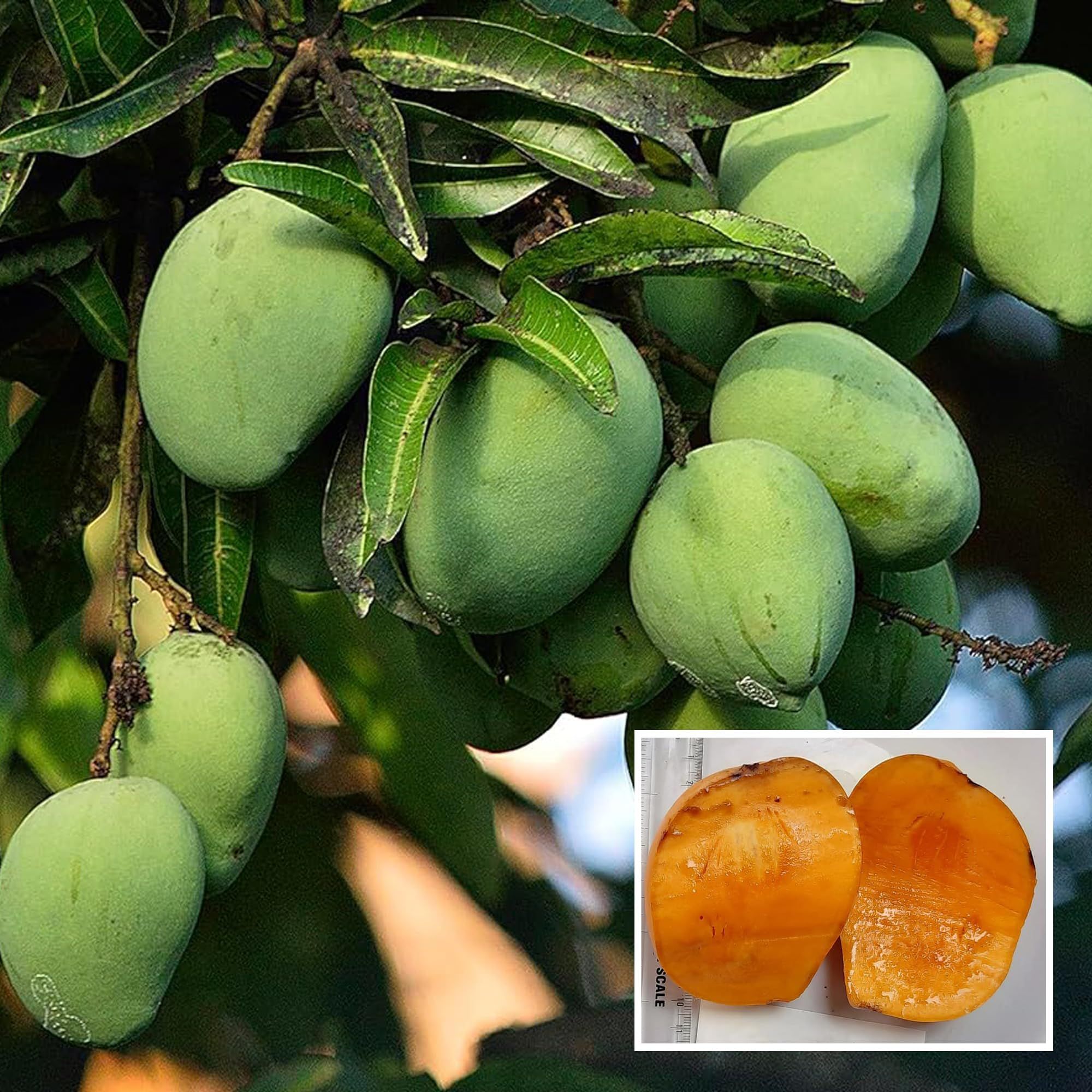 Kalapadi Mango Aam Grafted Fruit Plant (1.5-3 Feet Height)