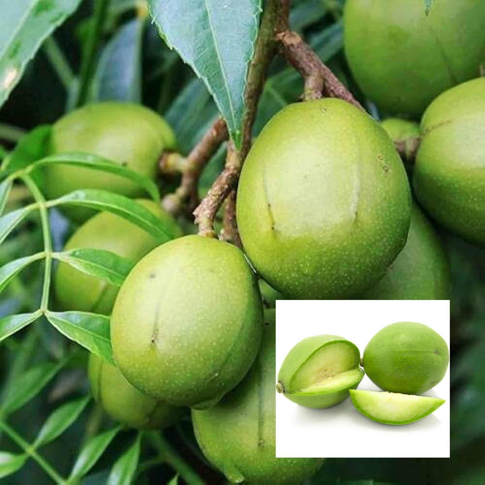 Hog Plum Bilati Amra Spondias Mombin All Time Grafted Fruit Plant (1.5-3 Feet Height)