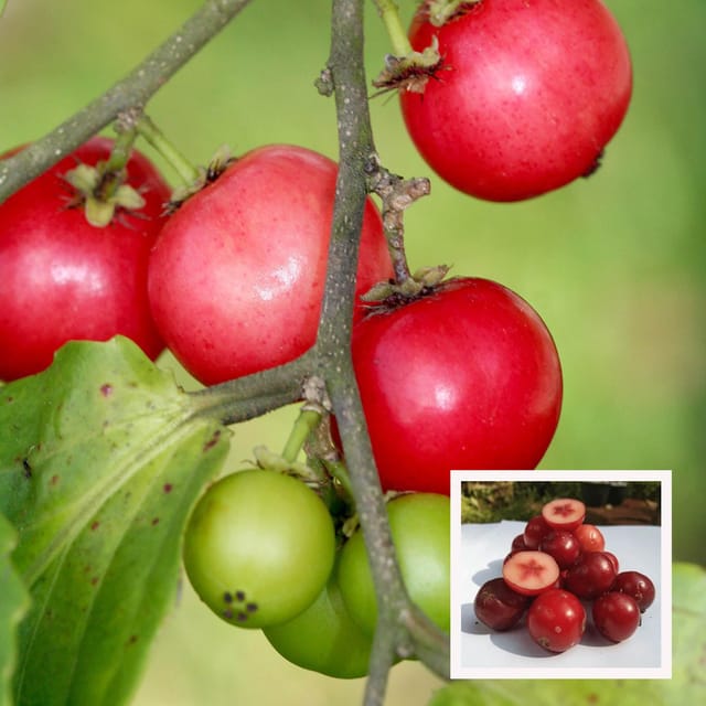 Lovi-lovi Fruit Plant (1.5-3 Feet Height)