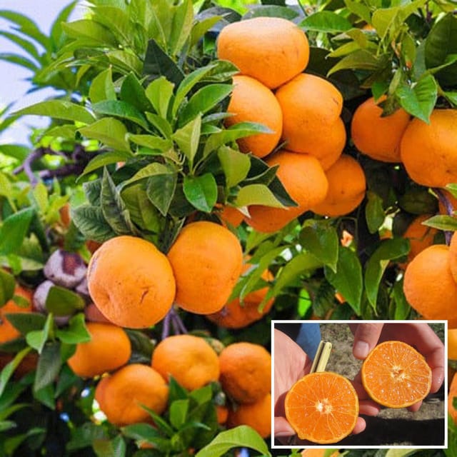 Honey Murcott Orange Santra Grafted Fruit Plant (1.5-2 Feet Height)