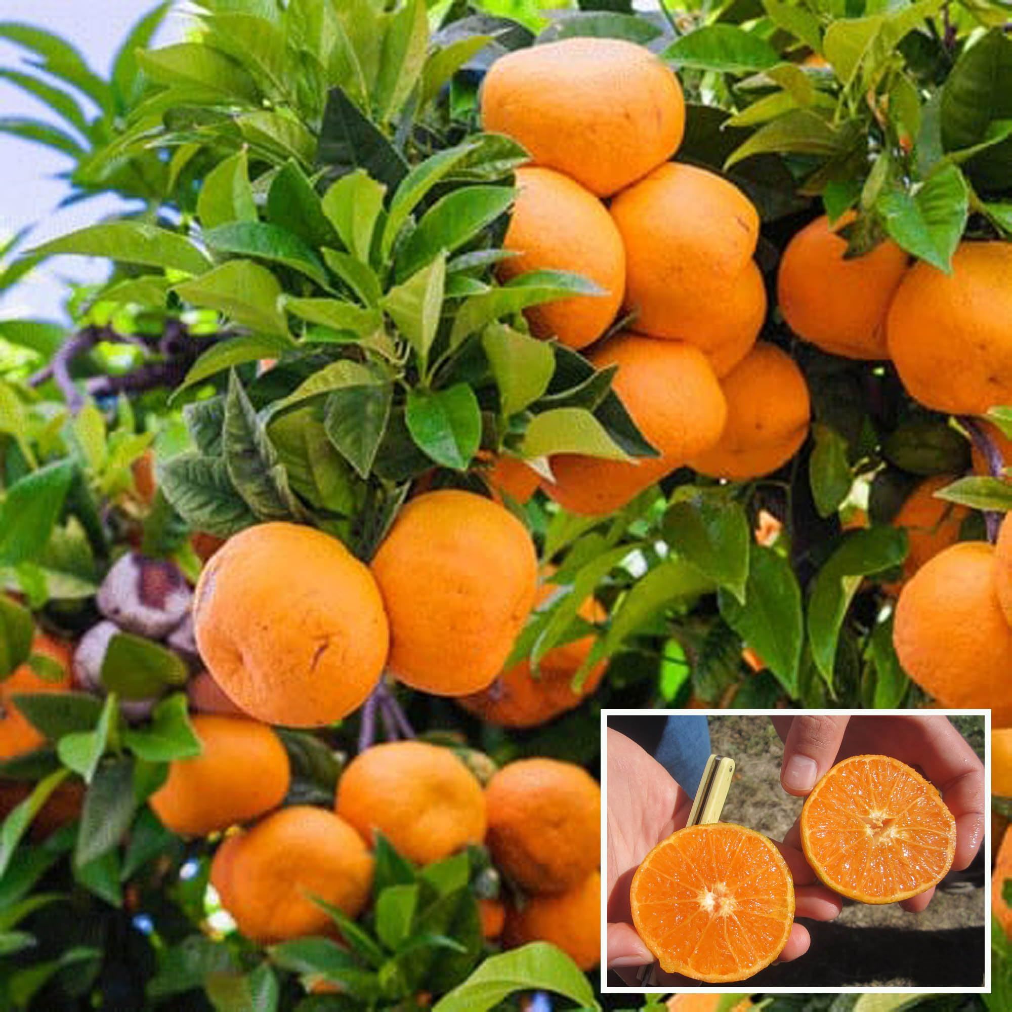 Honey Murcott Orange Santra Grafted Fruit Plant (1.5-2 Feet Height)