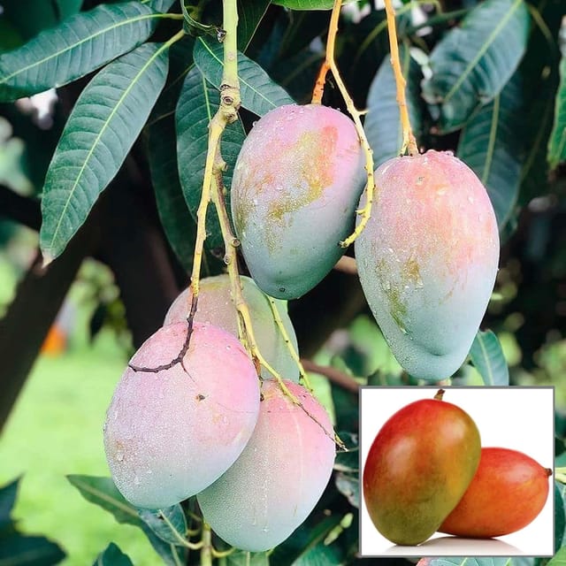 Pusa Arunima Mango Aam Grafted Fruit Plant (1.5-3 Feet Height)