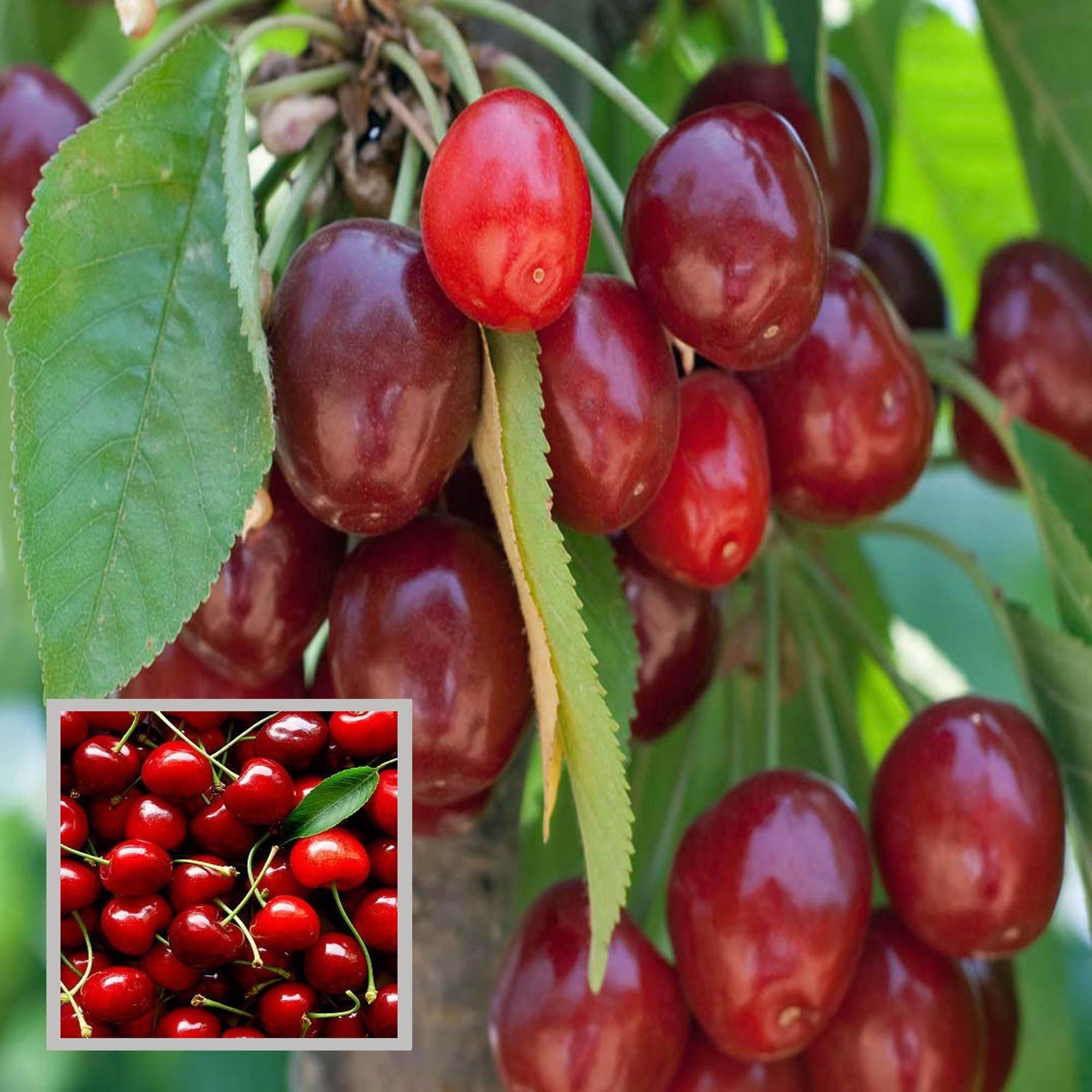 Apple Cherry original Grafted Fruit Plant (1.5-3 Feet Height)