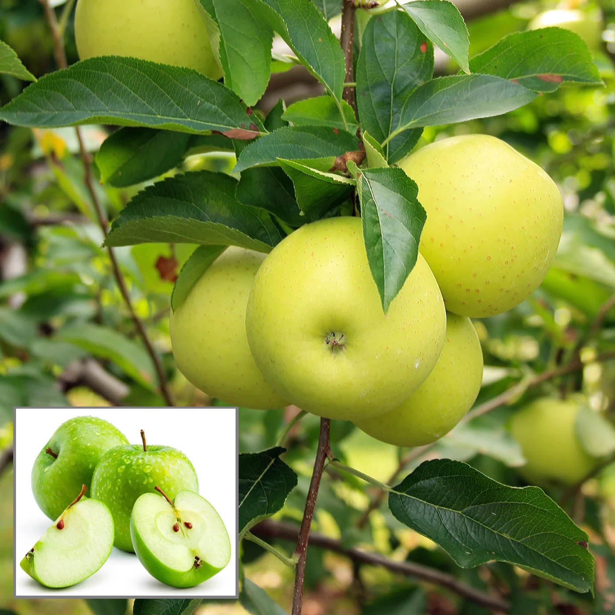 Granny Smith Green Apple Seb Grafted Fruit Plant (1.5-3 Feet Height)