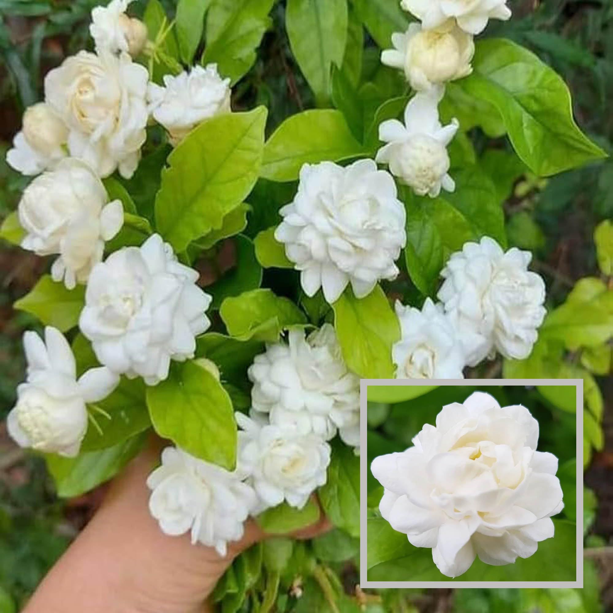 Bel Arabian jasmine Fragrant Flower Plant (1-2 Feet Height)