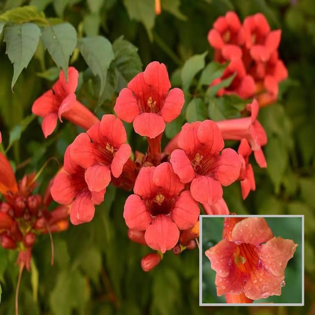 Red Colour Tecoma Climbers Flower Plant (1-2 Feet Height)