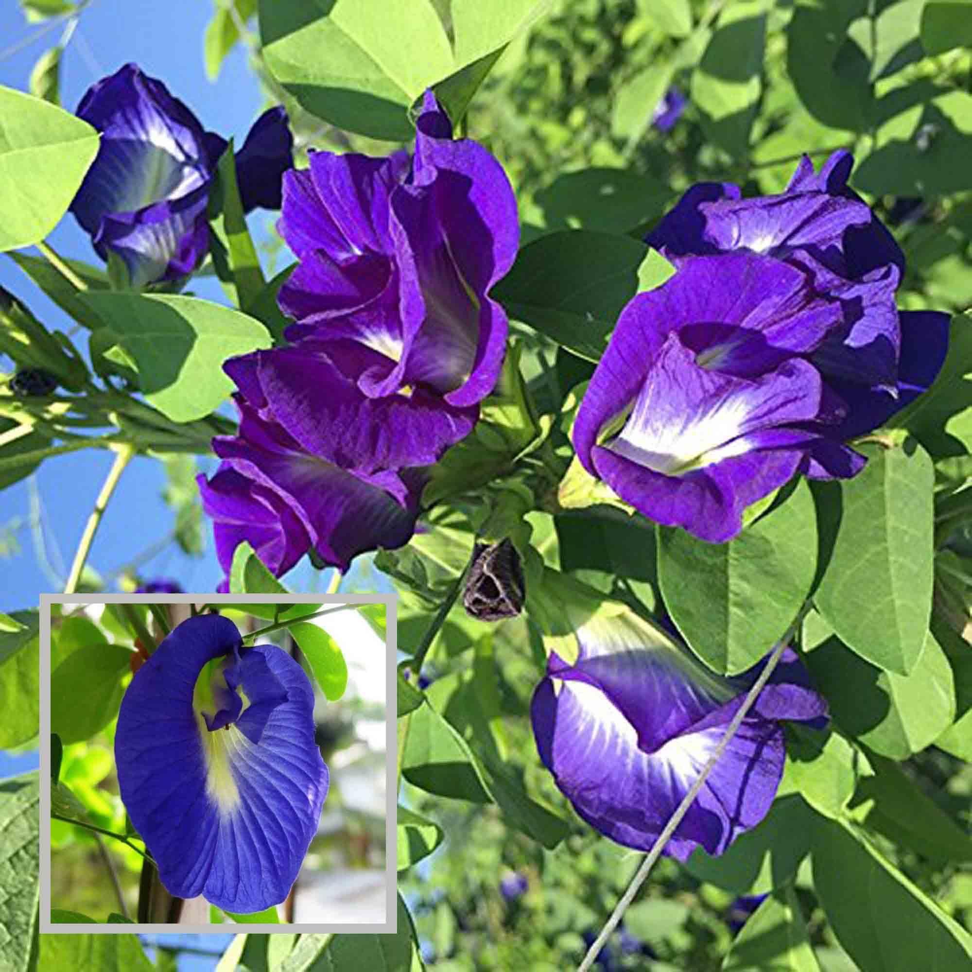 Nill Kantho Flower Plant (1-2 Feet Height)