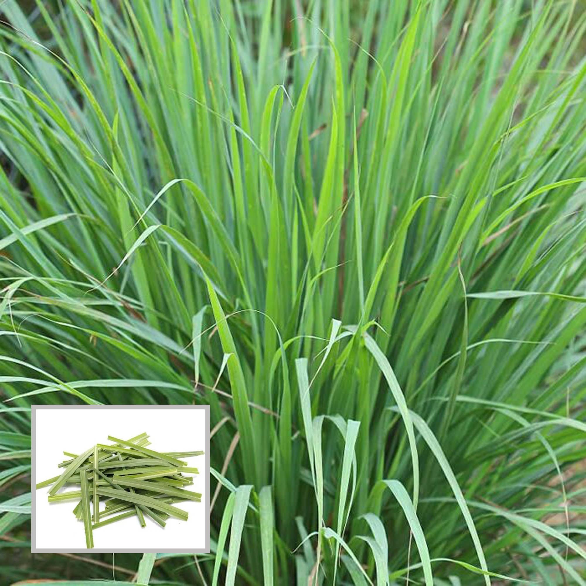 Lemon Grass Plant (1.5-3 Feet Height)
