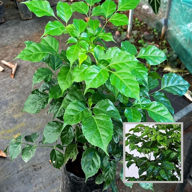 China Doll Ornamental Plant (1.5-3 Feet Height)