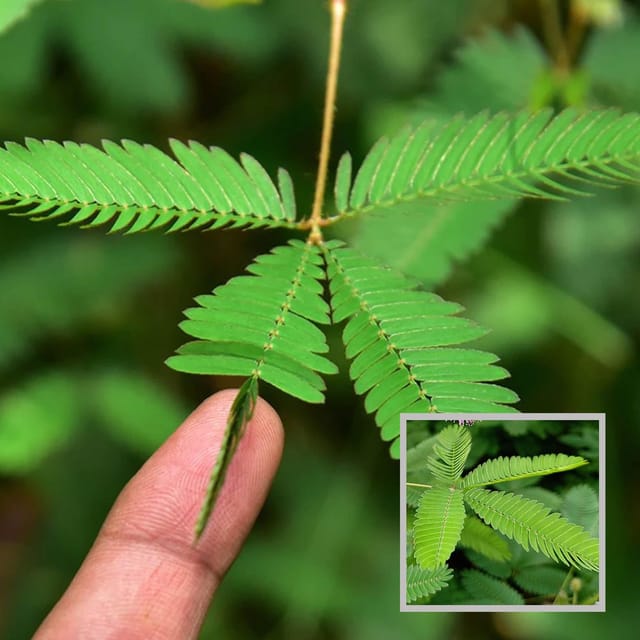 Lajjabati Sensitive Shameplant Plant (1.5-3 Feet Height)