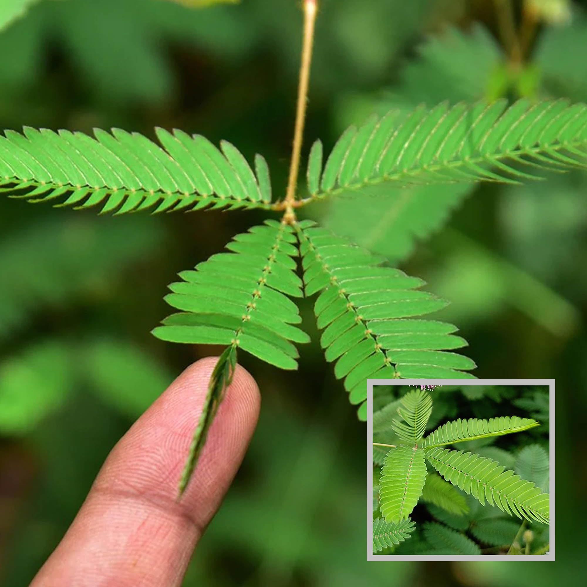 Lajjabati Sensitive Shameplant Plant (1.5-3 Feet Height)