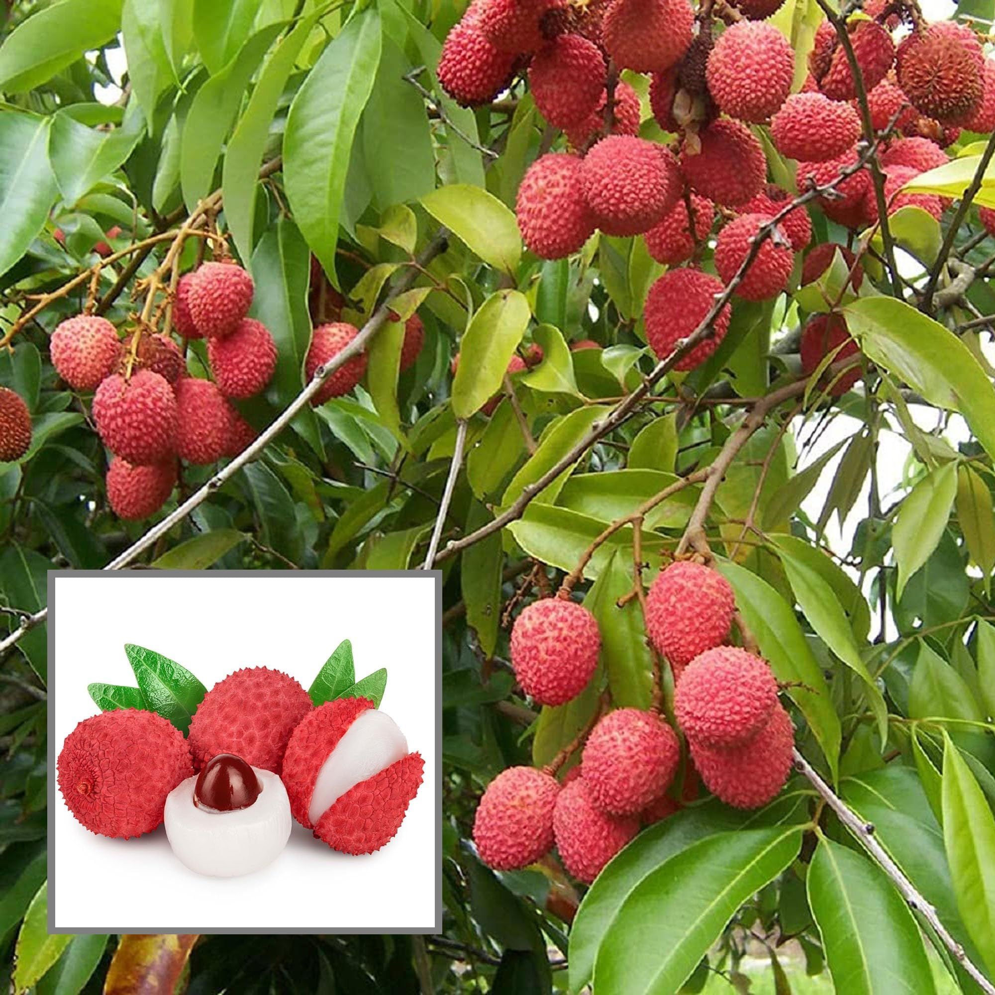 Muzaffarpur Shahi Litchi Lychee Layering/Grafted Fruit Plant (1.5-2 Feet Height)