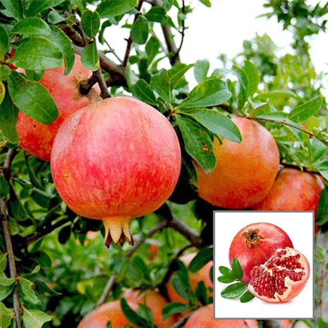 Anar Ganesh Pomegranate Layering/Grafted Fruit Plant (1.5-3 Feet Height)