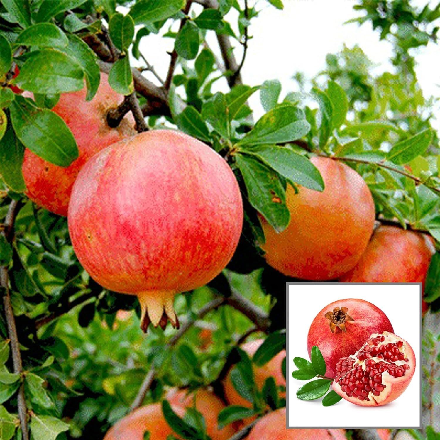 Anar Ganesh Pomegranate Layering/Grafted Fruit Plant (1.5-3 Feet Height)