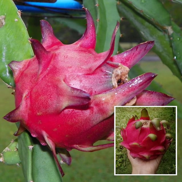 Red Siam Dragon Fruit Cutting/Grafted Fruit Plant (1-2 Feet Height)