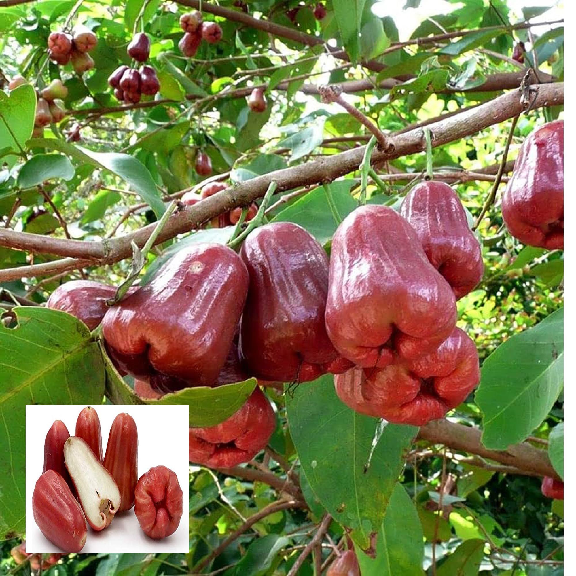 Missile Wax Water Java Apple Jamrul Chamba Layering/Grafted Fruit Plant (1.5-3 Feet Height)