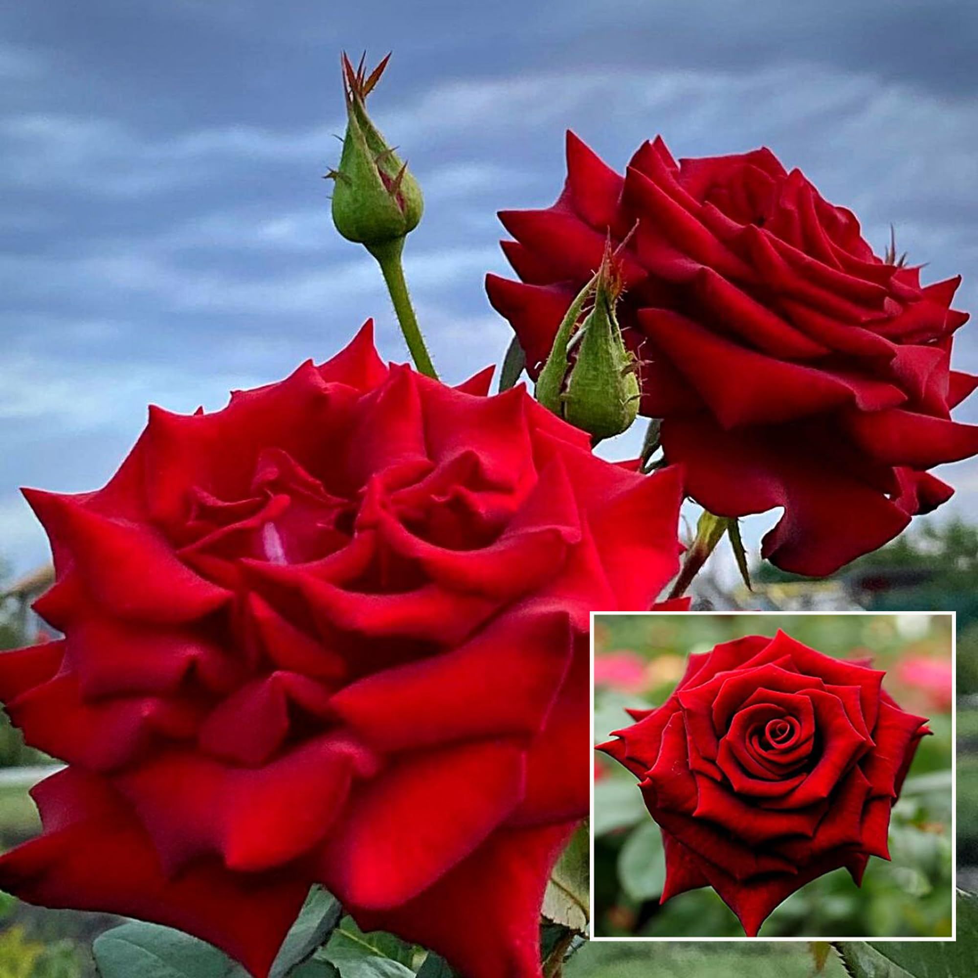 Red King Of Rose Fragrant Flower Plant (1-2 Feet Height)