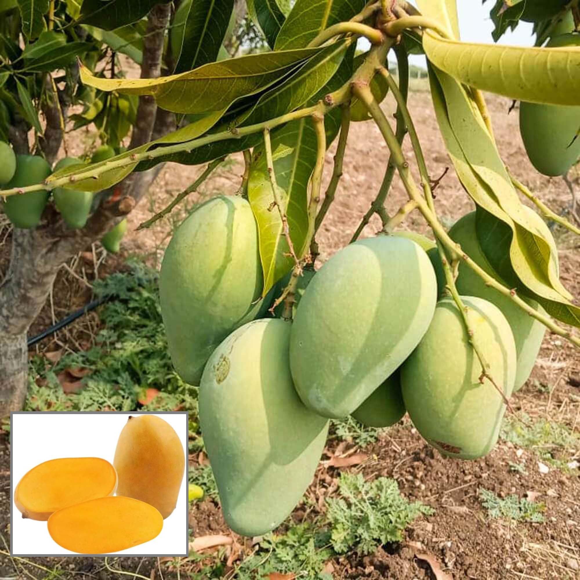 Mallika Mango Aam Grafted Fruit Plant (1.5-3 Feet Height)