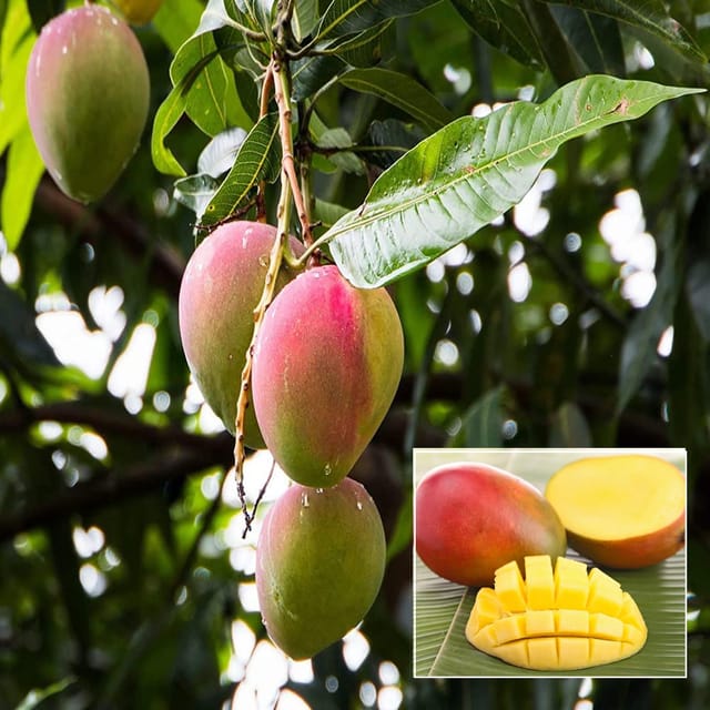 Sindhu Seedless Mango Aam Grafted Fruit Plant (1.5-3 Feet Height)