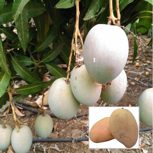 Babul Dufala White All time Mango Aam Grafted Fruit Plant (1.5-3 Feet Height)