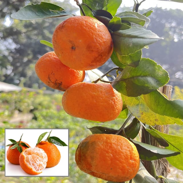 Darjeeling Orange Santra Grafted Fruit Plant (1.5-2 Feet Height) Darjeeling Orange Santra Grafted Fruit Plant (1.5-2 Feet Height)
