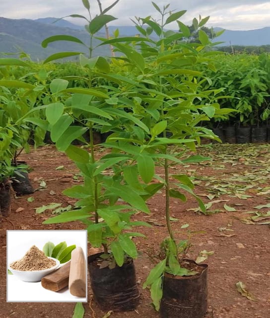 White Sandalwood Chandan Avenue Plant (1.5-3 Feet Height) White Sandalwood Chandan Avenue Plant (1.5-3 Feet Height)