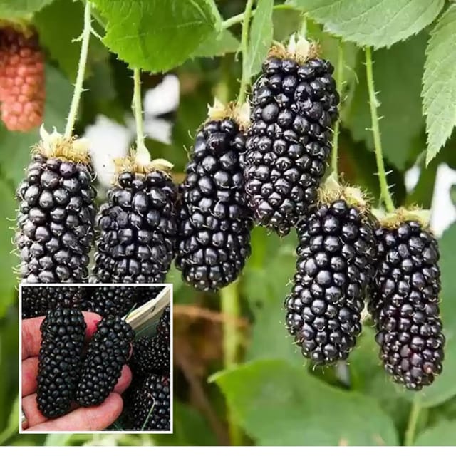 Blackberry Climbing Fruit Plant Blackberry Climbing Fruit Plant