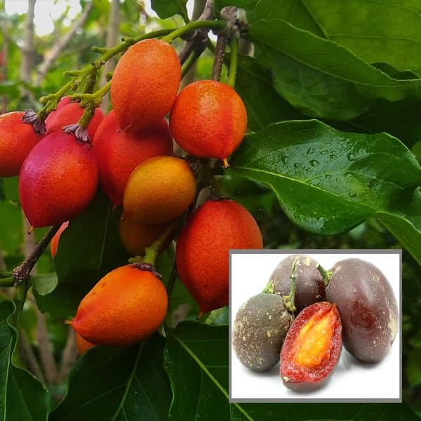 Peanut Butter Fruit Plant (1.5-3 Feet Height)