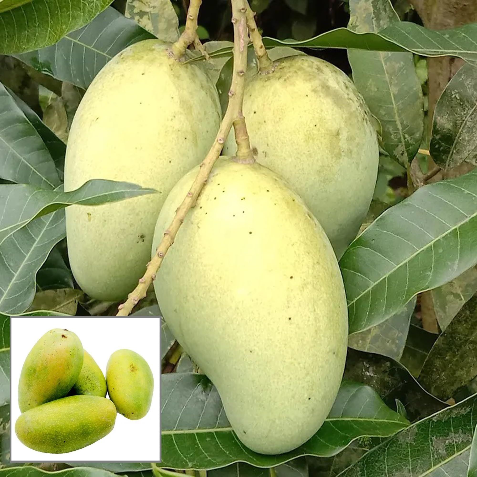 Vastra All time Mango Aam Grafted Fruit Plant (1.5-3 Feet Height)