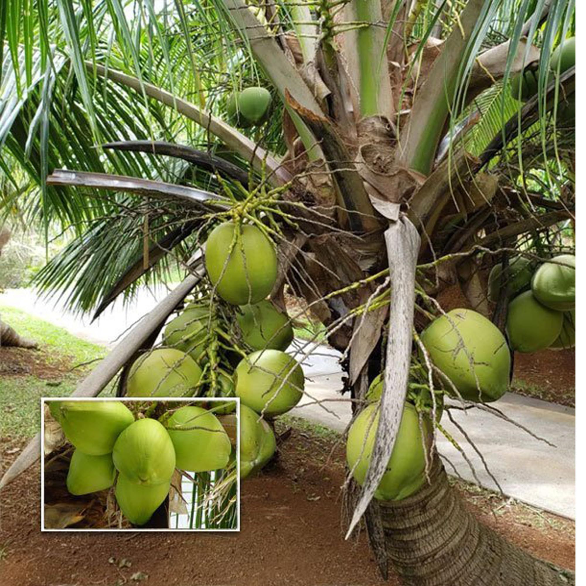 Mekong Delta Vietnam Coconut Nariyal Hybrid Dwarf Fruit Plant (2-4 Feet Height)
