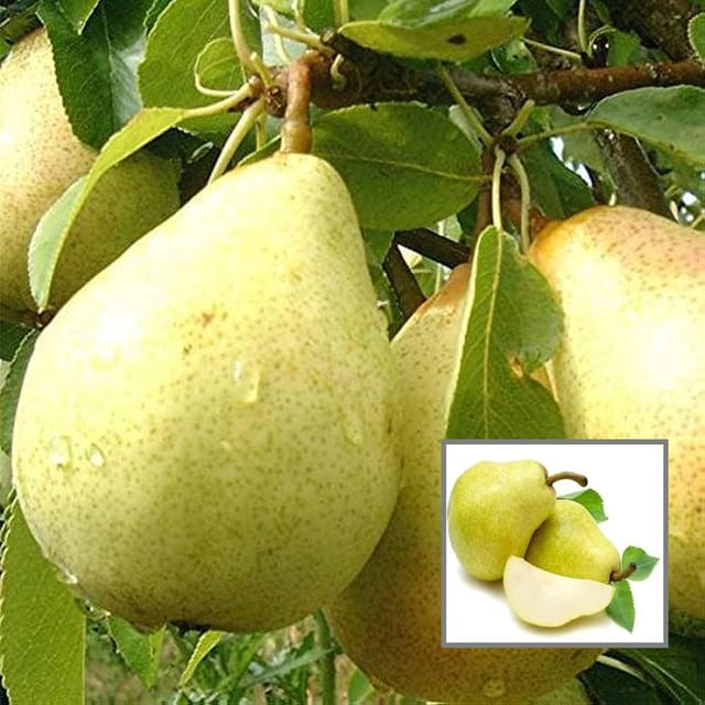 Babugosha Pear Pyrus Communis Nashpati Layering/Grafted Fruit Plant (1.5-3 Feet Height)