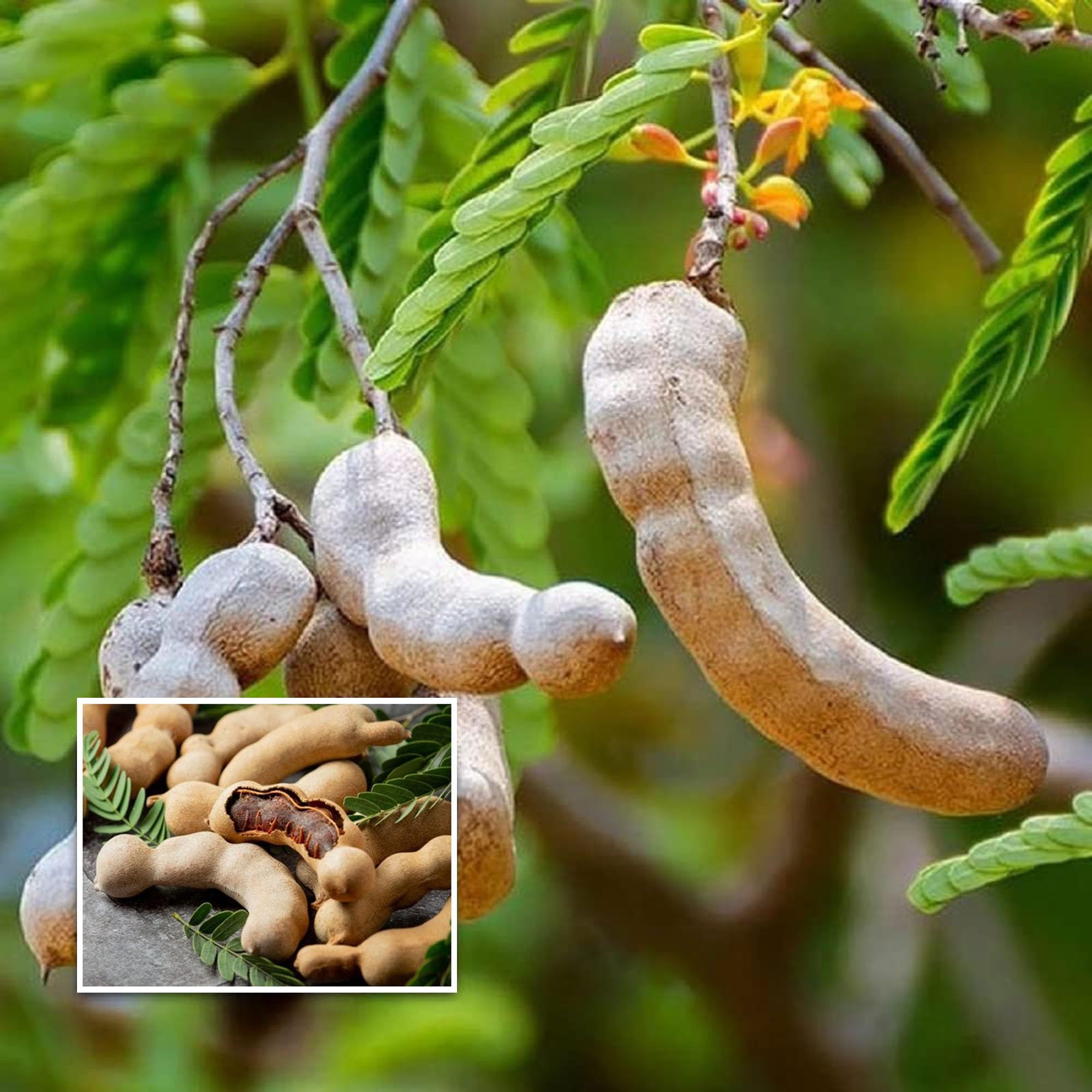 Thai Sweet Tamarind Imli Grafted Fruit Plant (1.5-3 Feet Height)