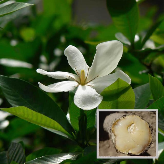 Hing Spice Plant (1.5-3 Feet Height)