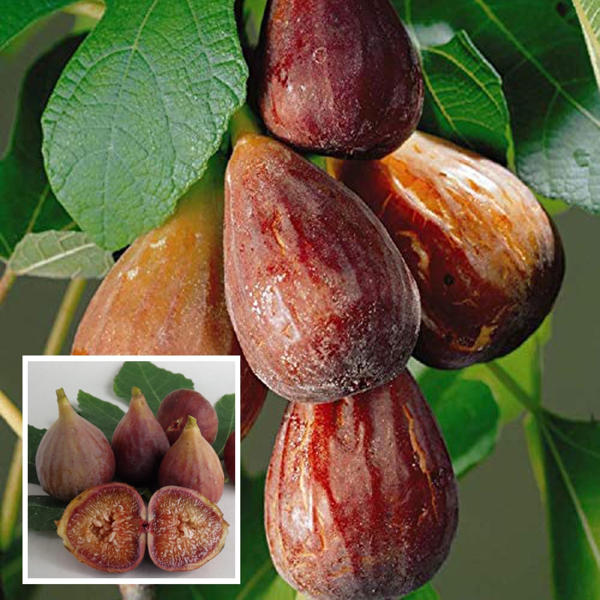 Brown Turkey Fig Anjeer Layering/Grafted Fruit Plant (1-2 Feet Height)